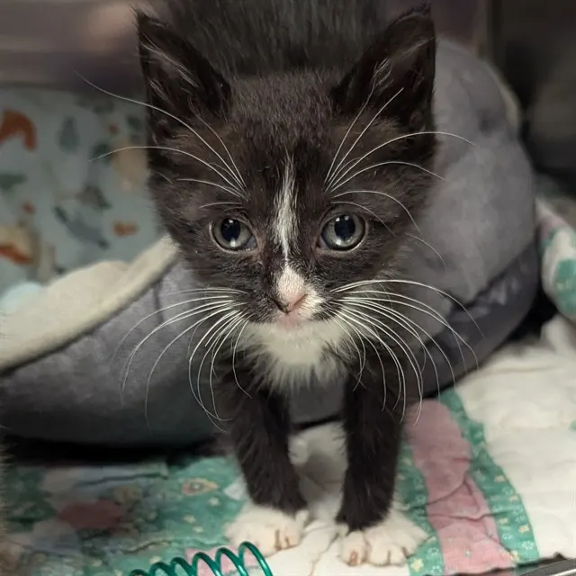 Roxy