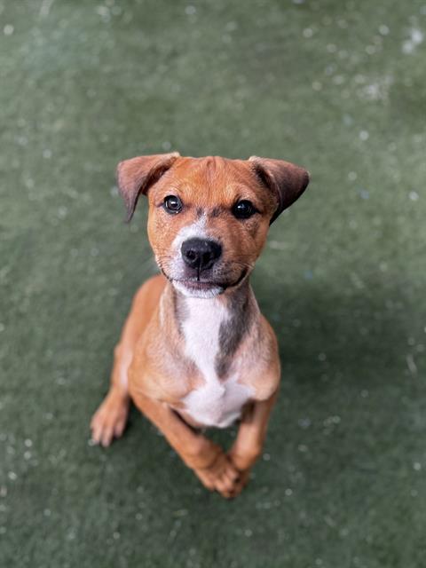 Georgie