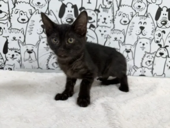 Adoptable Cat