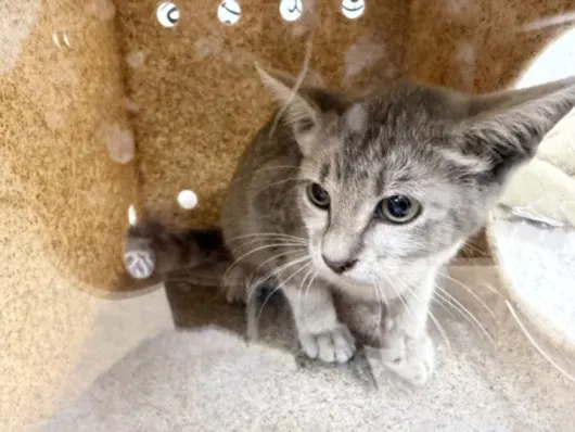 Adoptable Cat