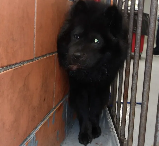 Adoptable Dog