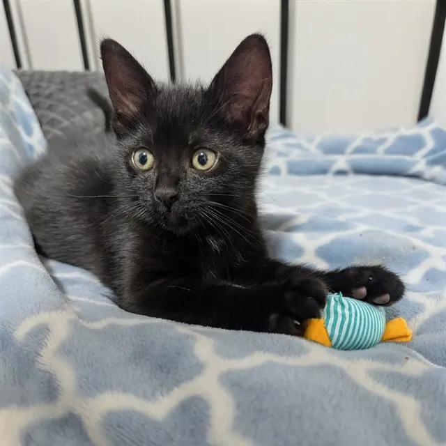Oswald