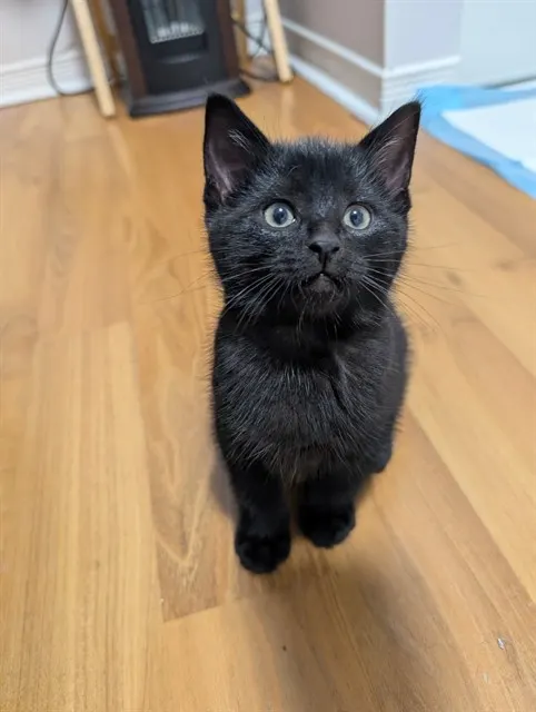 Otis