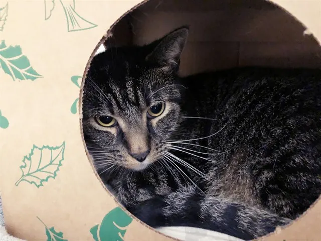 Oliver