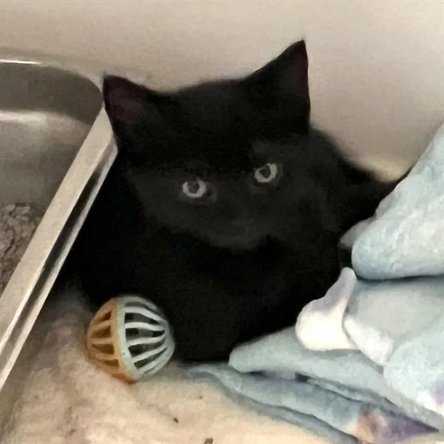 Little Coal