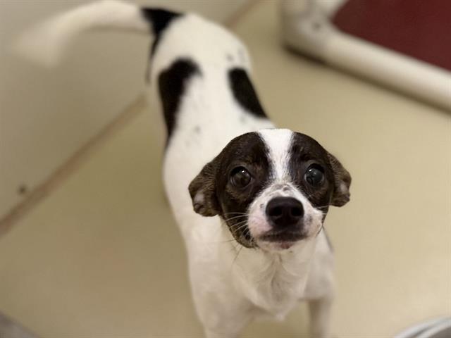 Adoptable Dog