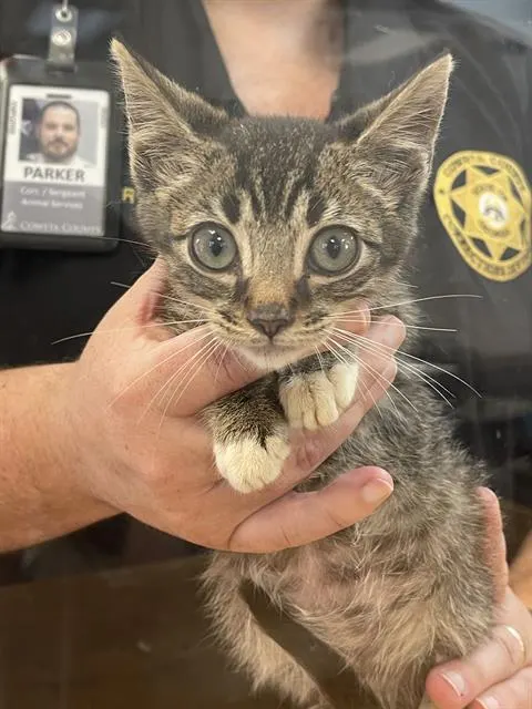 Adoptable Cat