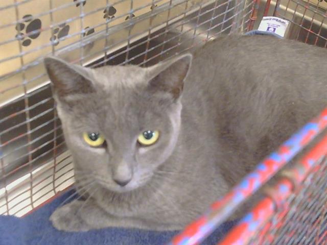 Adoptable Cat