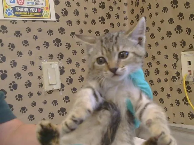 Adoptable Cat