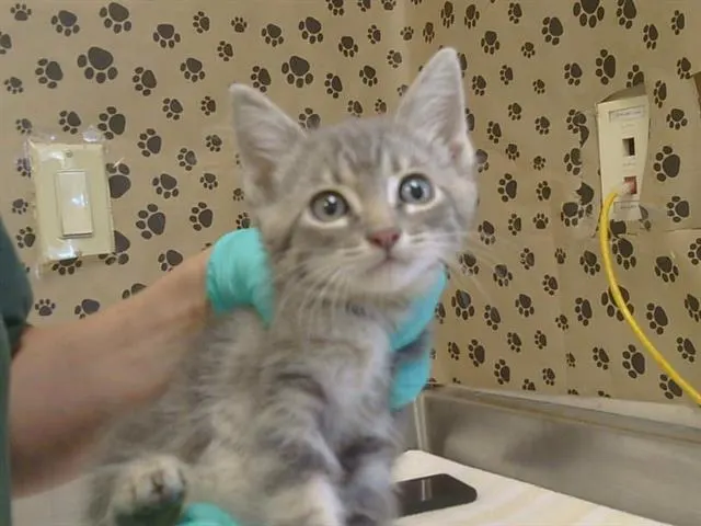 Adoptable Cat