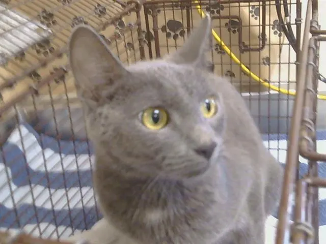 Adoptable Cat