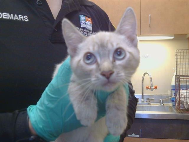 Adoptable Cat