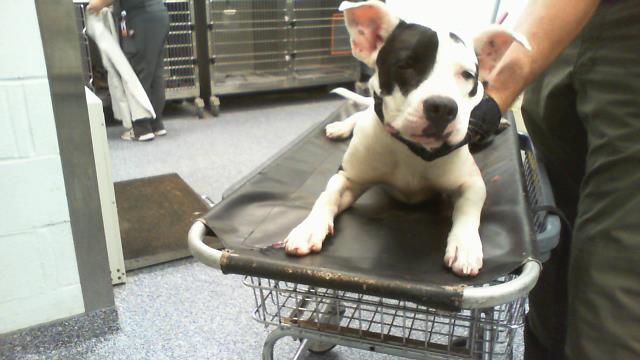 Adoptable Dog