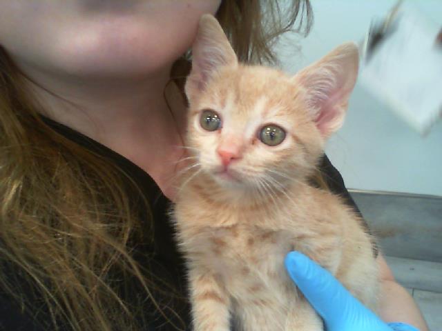 Adoptable Cat