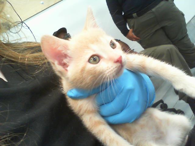 Adoptable Cat
