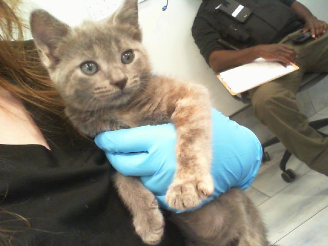 Adoptable Cat