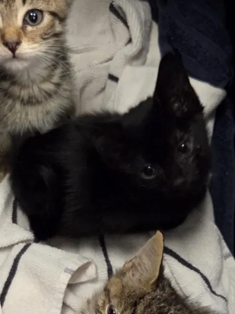 Adoptable Cat
