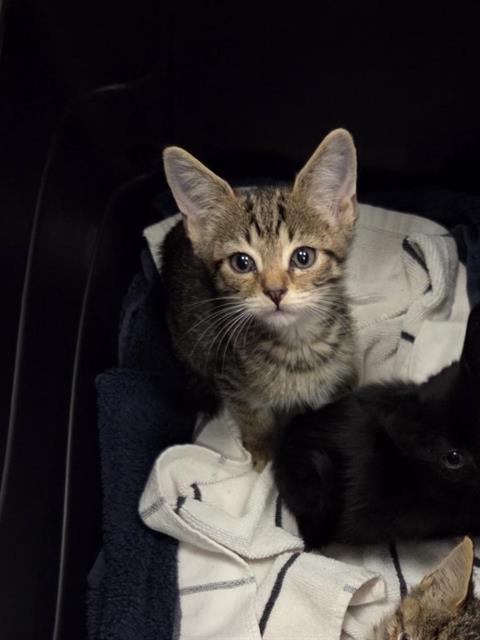 Adoptable Cat