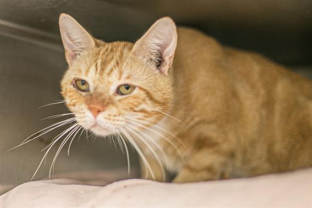 Adoptable Cat