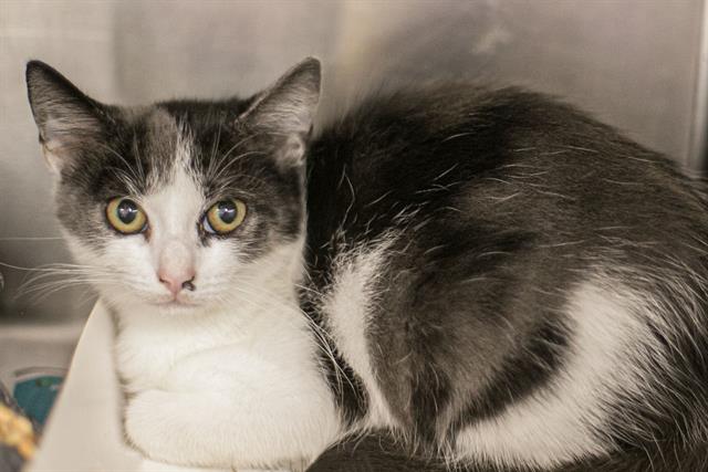 Adoptable Cat