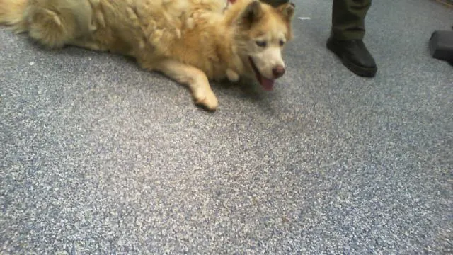 Adoptable Dog