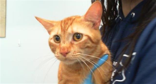 Adoptable Cat