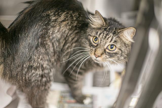 Adoptable Cat