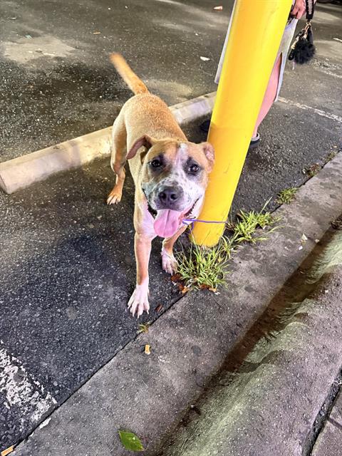 Adoptable Dog