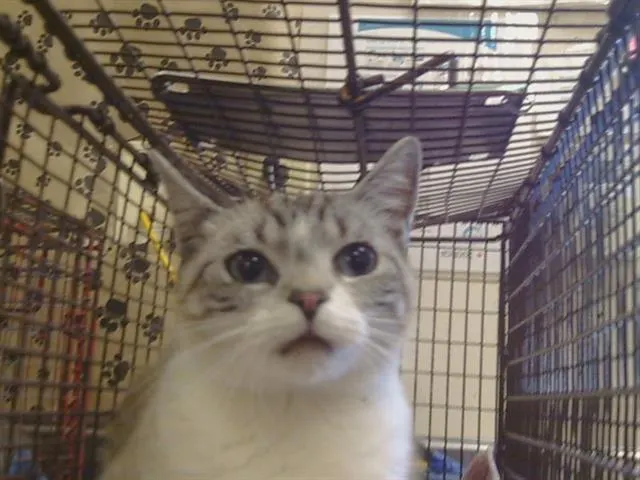 Adoptable Cat