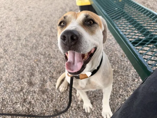 Marcie
