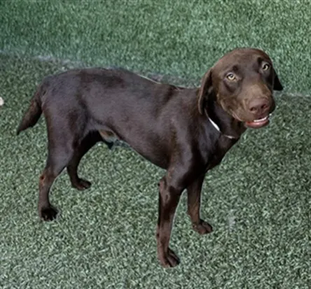 Adoptable Dog