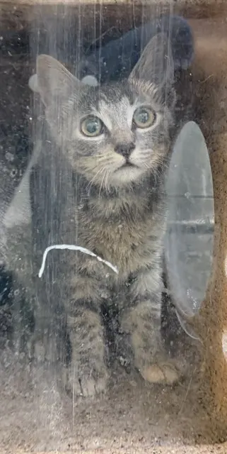 Marcos