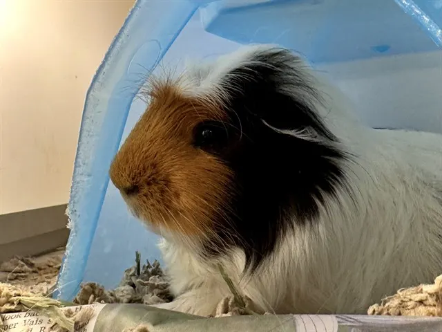 Rocky