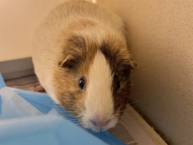 Gus