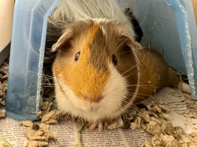 Kurt