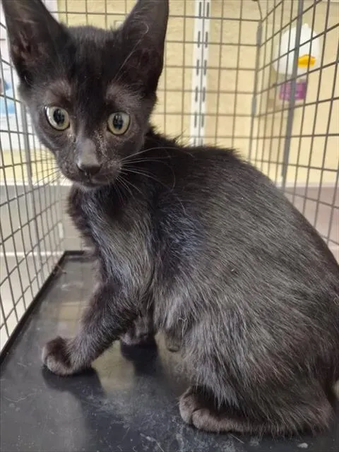 Koda