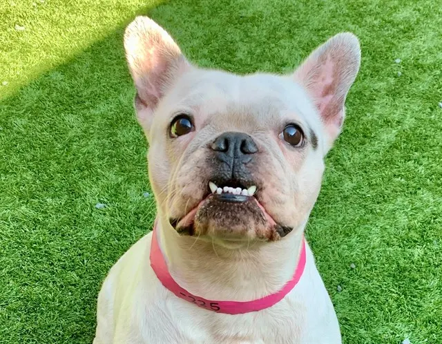 Adoptable Dog