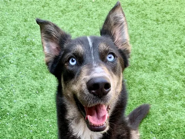 Adoptable Dog