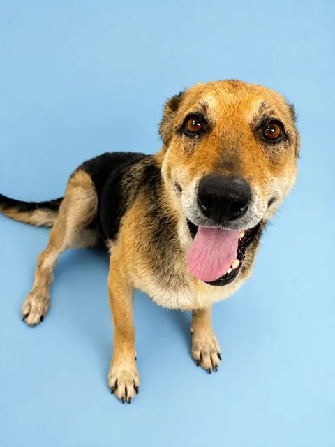 Nova