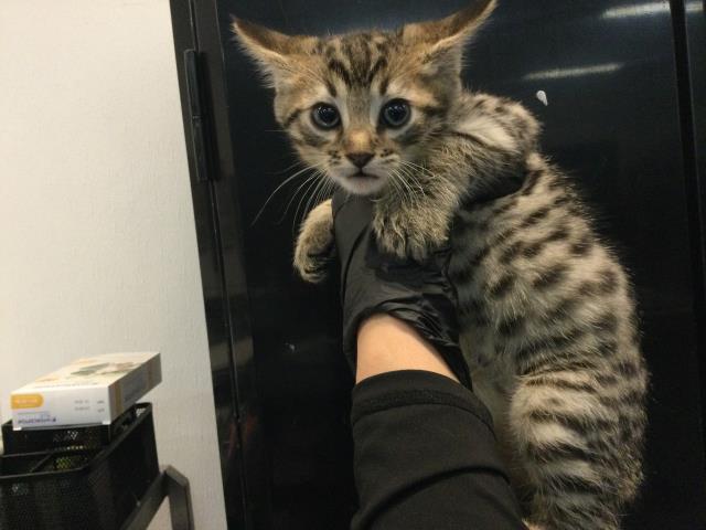 Adoptable Cat