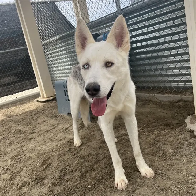 Archie