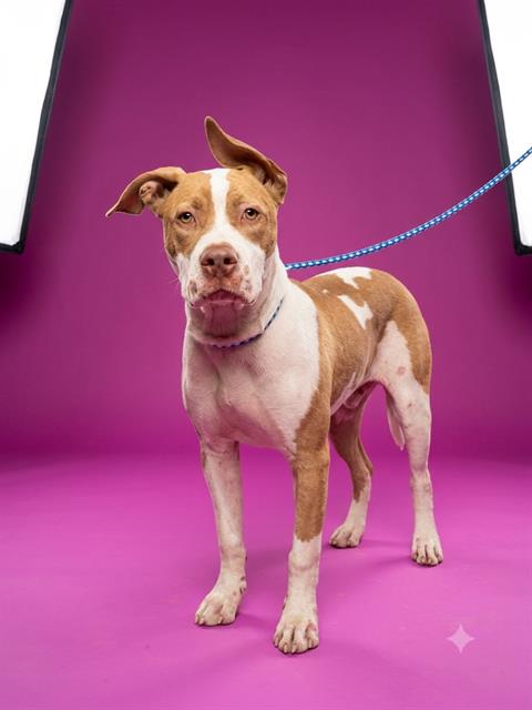 Jill