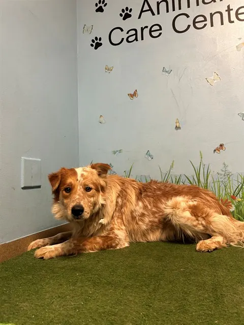 Nash
