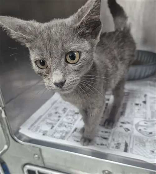 Adoptable Cat