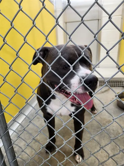 Adoptable Dog