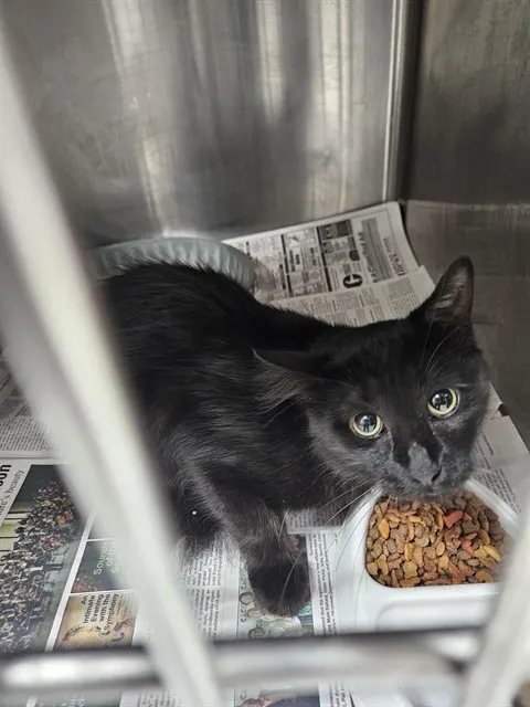 Adoptable Cat