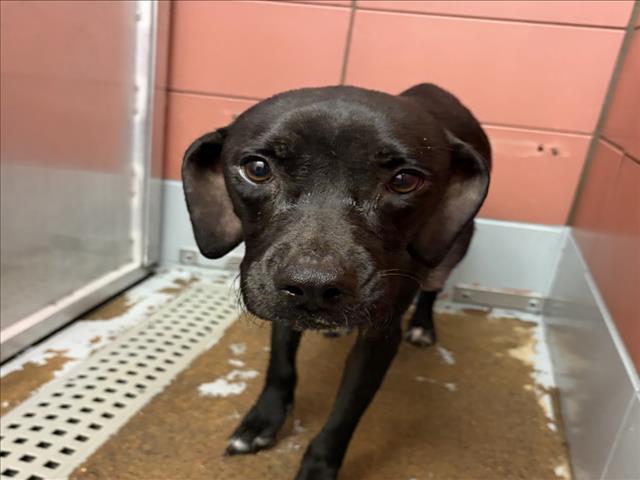 Adoptable Dog