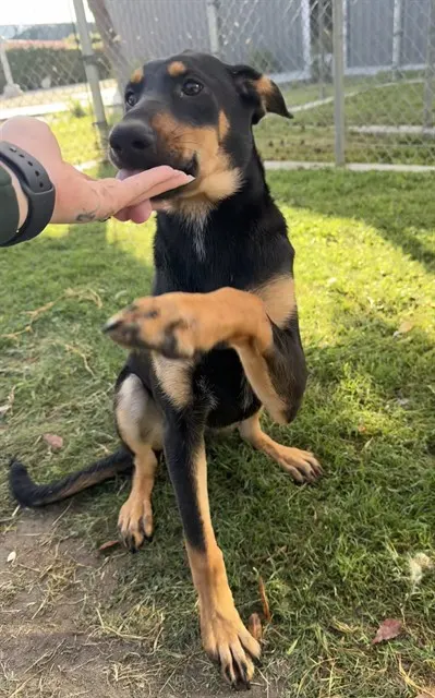 Sable