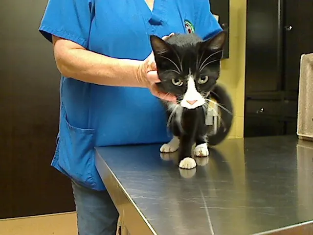 *Tux*