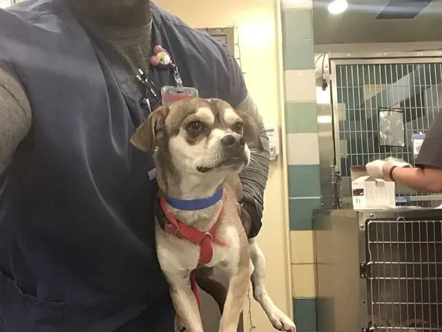 Adoptable Dog